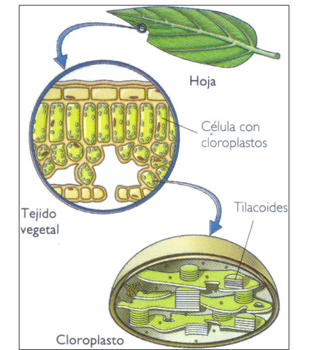 Localización de los cloroplastos en una planta.